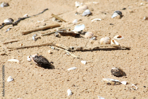 Natural chaos on a sandy beach after a storm.