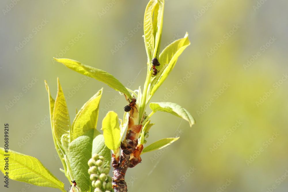 Beautiful background - a tree branch with an ant on green leaves against the blue sky.