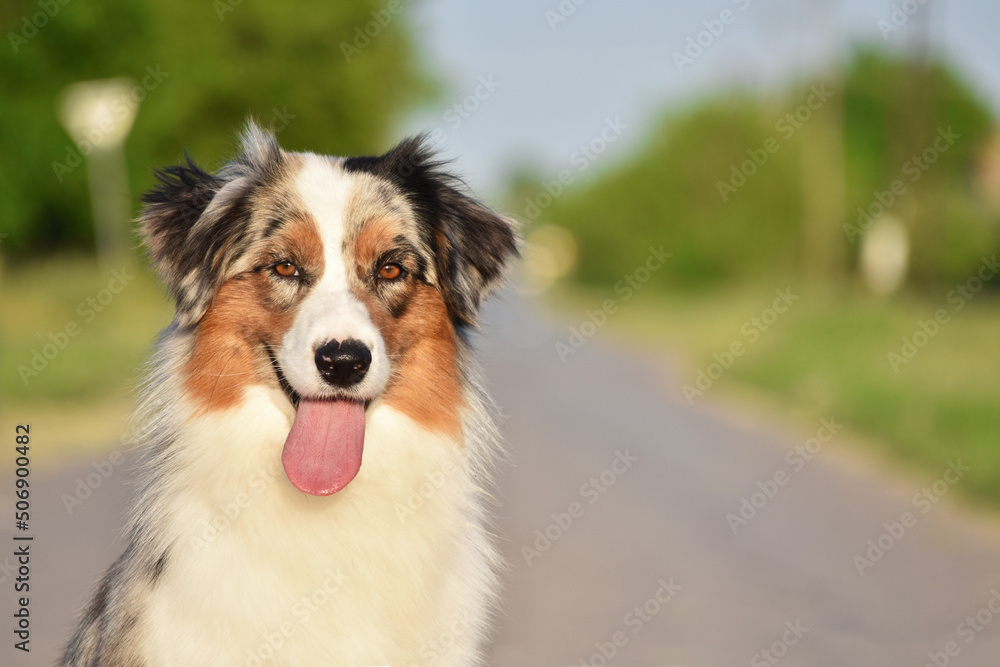 Australian shepherd dog on a green background Australian shepherd dog on a green background