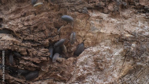 woodlice on the wooden trunk