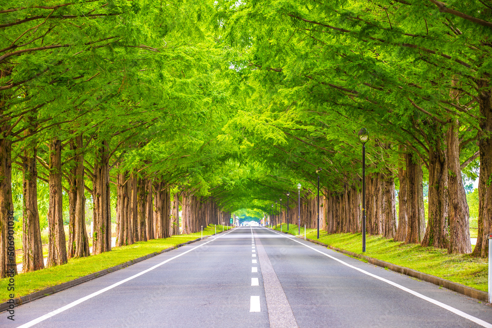 Obraz premium 滋賀県 メタセコイア並木の新緑