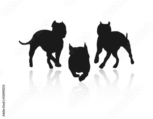 Silhouettes of fighting dogs. American Staffordshire Terrier, Pit Bull and French Bulldog. Dogs in action. Isolated on white background with reflection.