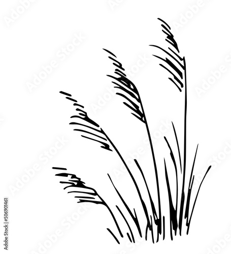 Simple vector ink sketch. Bush of steppe grass, pampas. Dry vegetation.