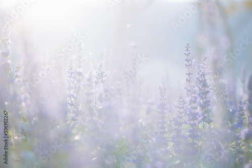 close up of lavender flowers in pastel blue color © Oran Tantapakul