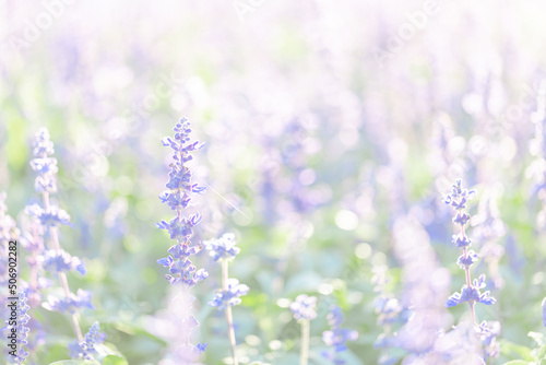 close up of lavender flowers in pastel blue color