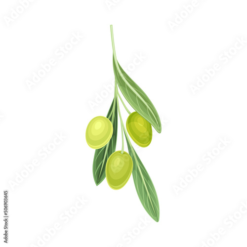 Branch of Mature Olives Cultivar with Hanging Small Green Drupe Fruit Vector Illustration