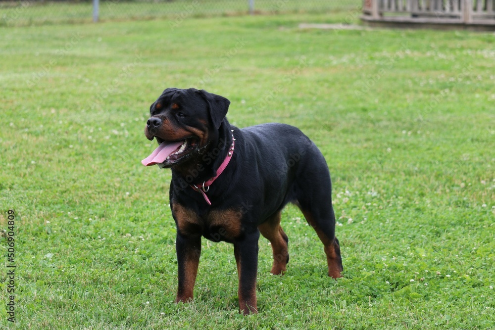 Rottweiler on the grass in a dog park