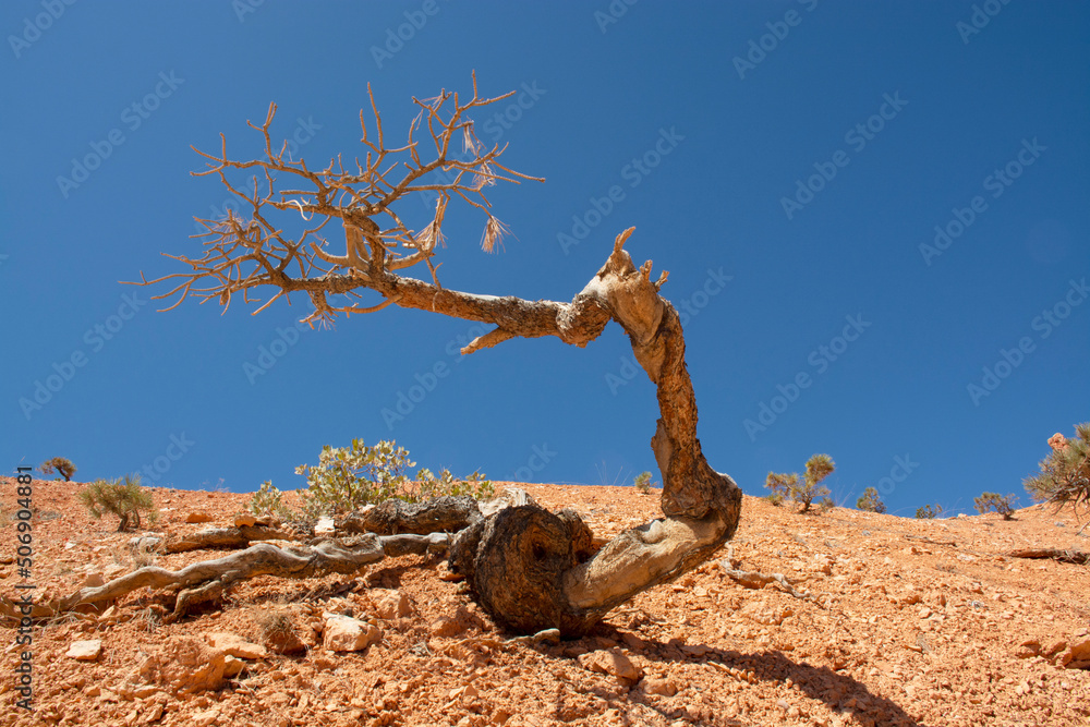  Bryce canyon, Utah, USA. Small tree on hill. Hoodoos and rock formations