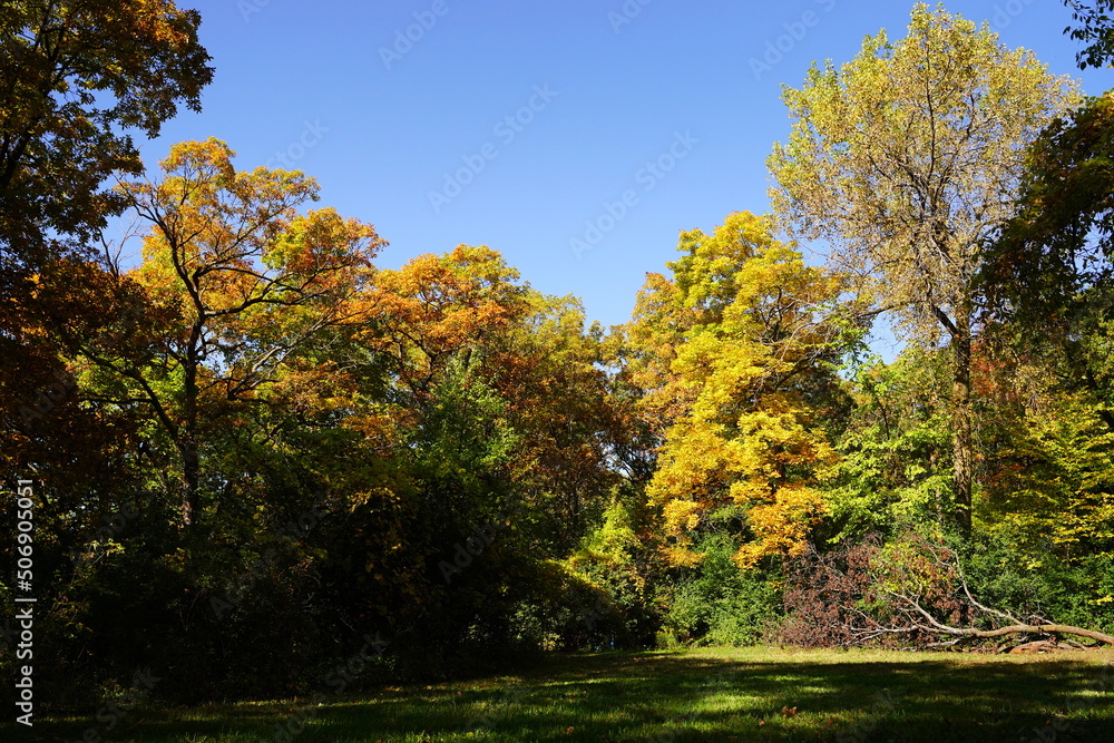 A lush autumn colored forest