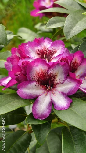 Bud of rhododendron (Ericaceae family) plant in summer photo