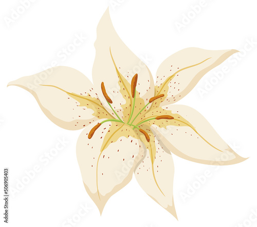 Isolated view of pale yellow lilium in cartoon style, Vector illustration