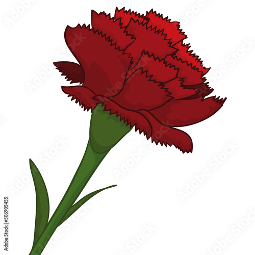 Beautiful close-up view of red carnation over white background, Vector illustration