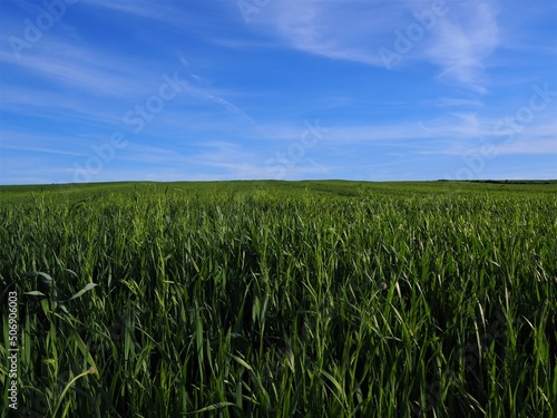 Pole m  odego  zielonego zbo  a z b    kitnym niebem i chmurami  wiejski krajobraz w Polsce   A field of young  green grain with blue sky and clouds  rural landscape in Poland