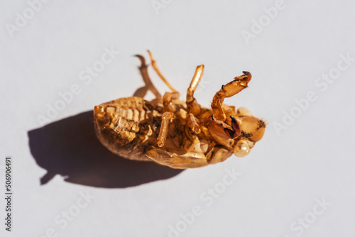 cicada on a white background. moulting cicada carapace. protective shell of the cicada photo