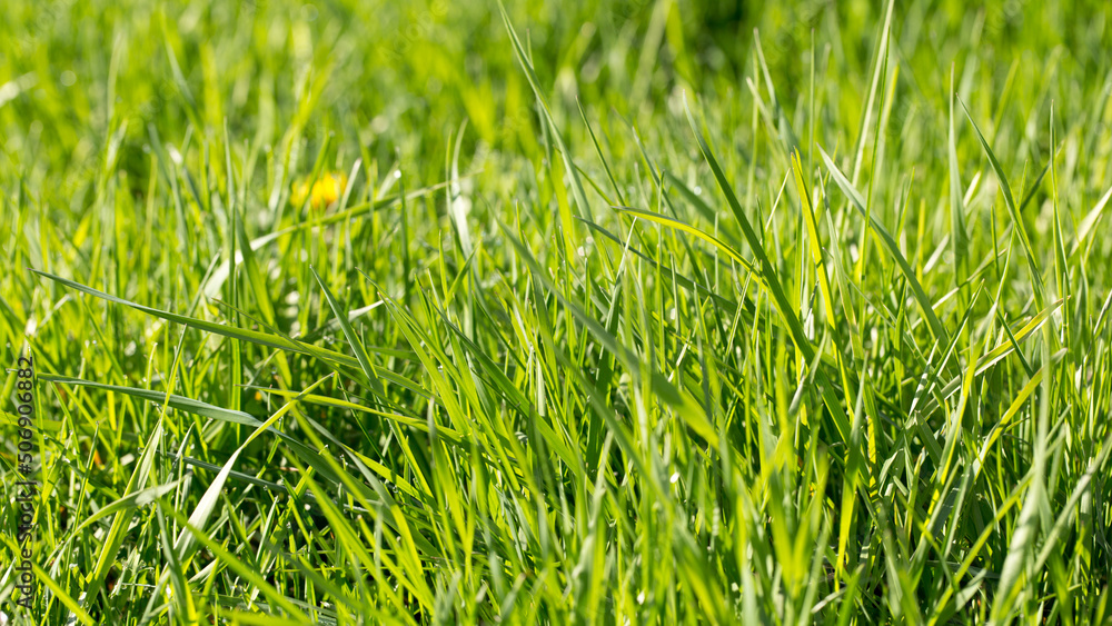 Green grass in the early morning, spring Green grass in the early morning, spring