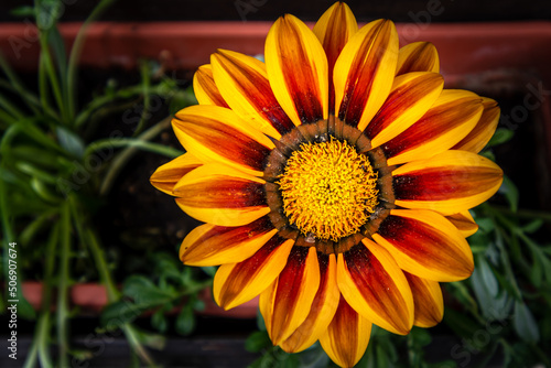 yellow flower in the garden