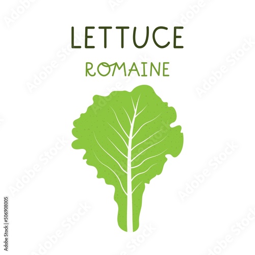 Cartoon romaine lettuce isolated vector illustration on white background