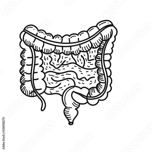 intestines internal human organ
