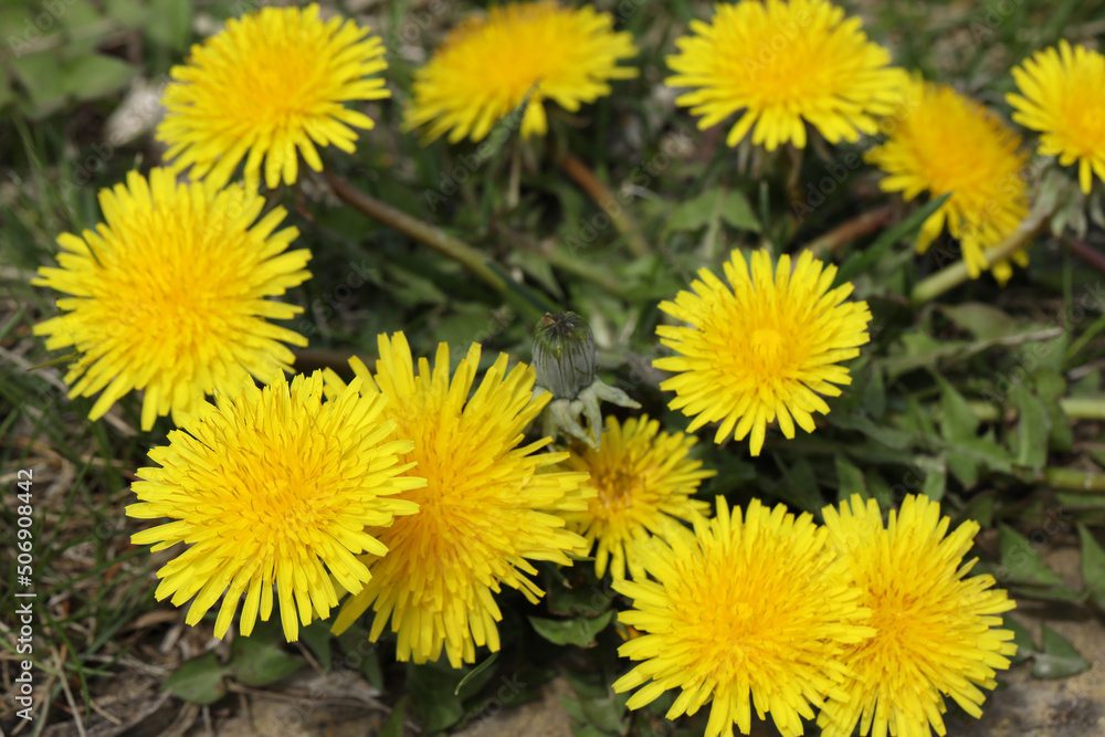 Naklejka premium dandelions close-up