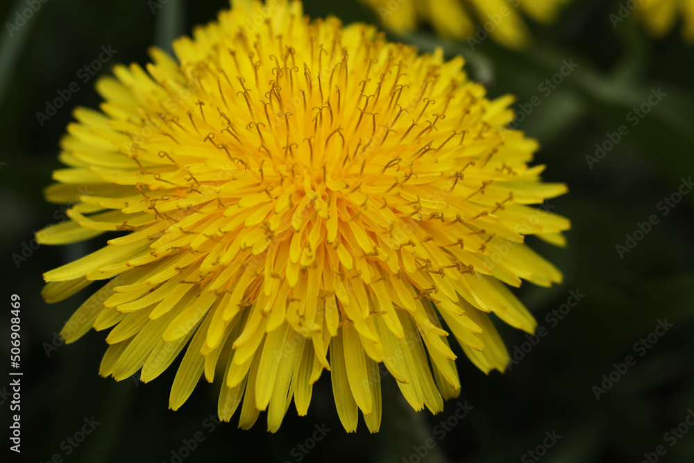 yellow dandelion flower yellow dandelion flower