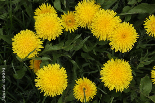 dandelions close-up