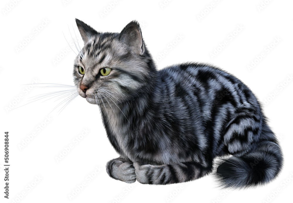 Silver tabby siberian cat rests calmly watching straight ahead. 3d render isolated on white
