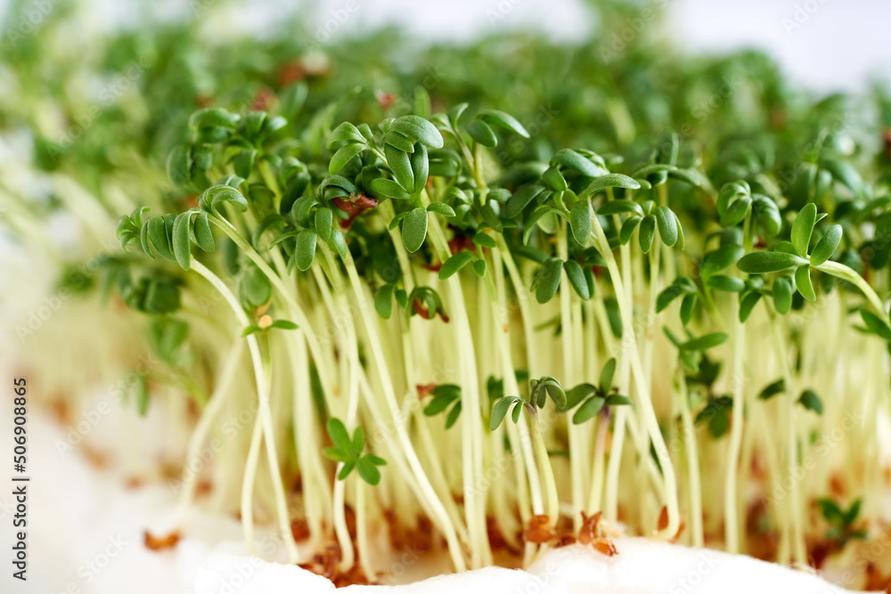 Close up of fresh garden cress sprouts Close up of fresh garden cress sprouts