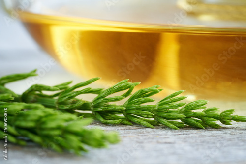 Fresh horsetail or Equisetum plant with a cup of herbal tea in the background