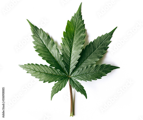 marijuana indica leaf