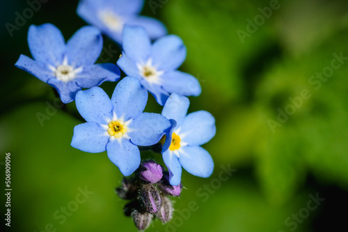 small blue flowers forget-me-not closeup with green background