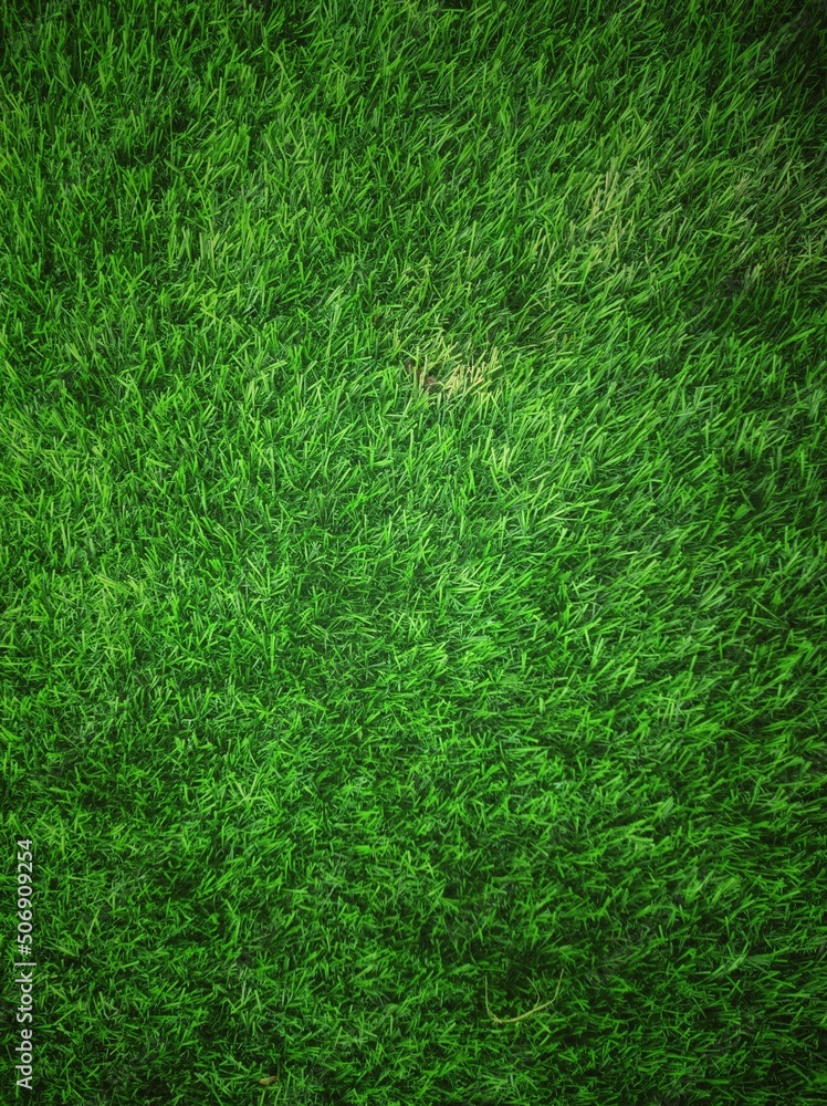 custom made wallpaper toronto digitalGreen grass texture background grass garden concept used for making green background football pitch, Grass Golf, green lawn pattern textured background.