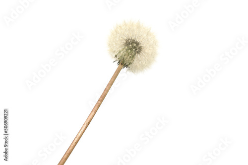 Fluffy dandelion blossomed in spring. On a white background. Medicinal plant.