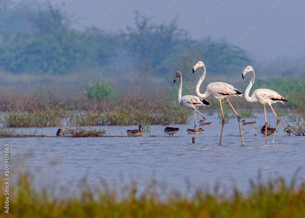 Flamingos Strolling in lake
