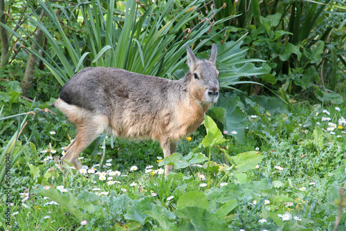 Patagonian mara  in a zoo in france photo