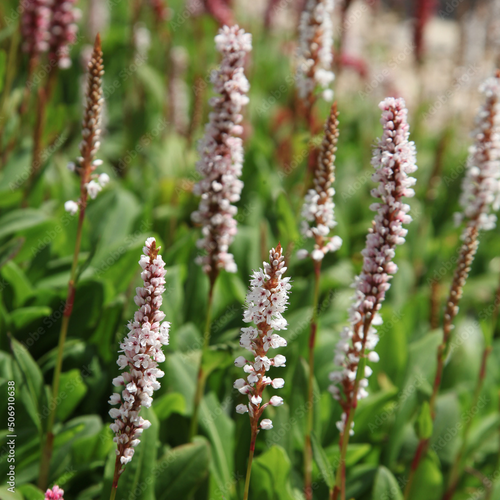 Persicaria affinis	