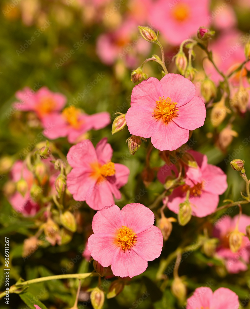 Close-up of helianthemum, Huizingen, Belgium Close-up of helianthemum, Huizingen, Belgium
