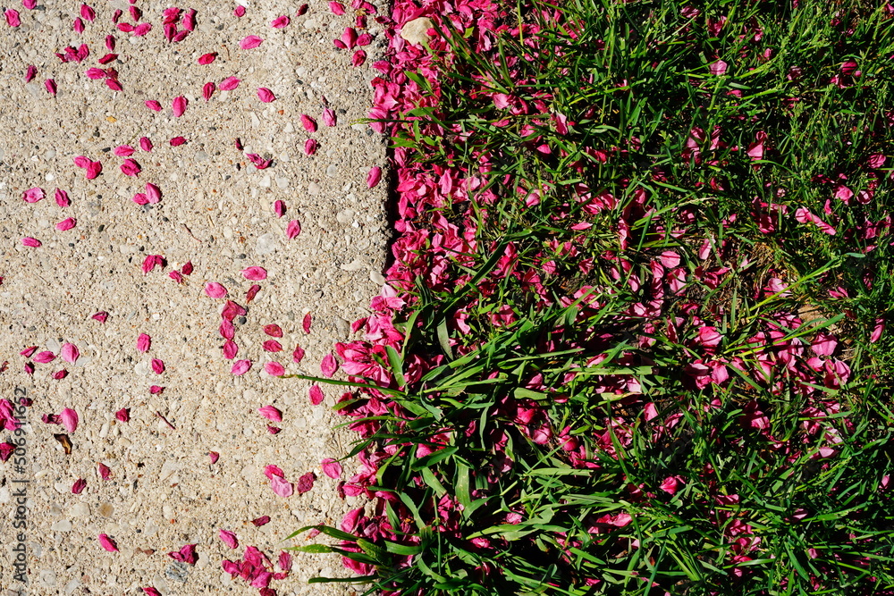 Cherry tree pink flower petals have fallen to cement ground as an early sign of the end of the blooming season