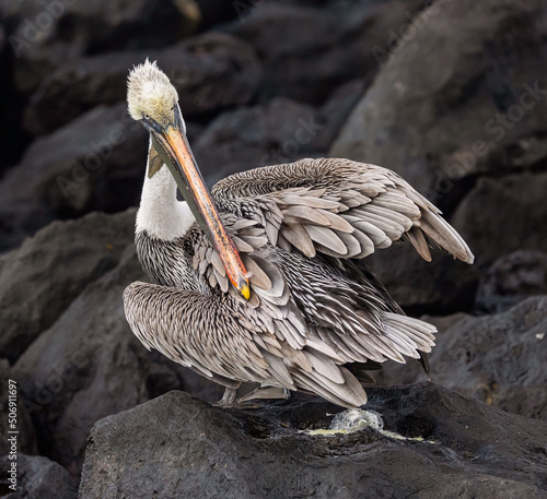 Pelican on the rocks in the Galapagos photo