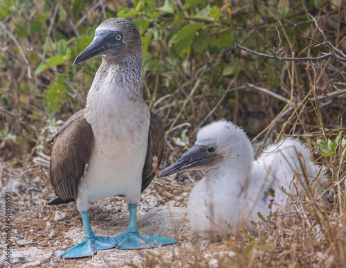 Blue footed Booby and chick