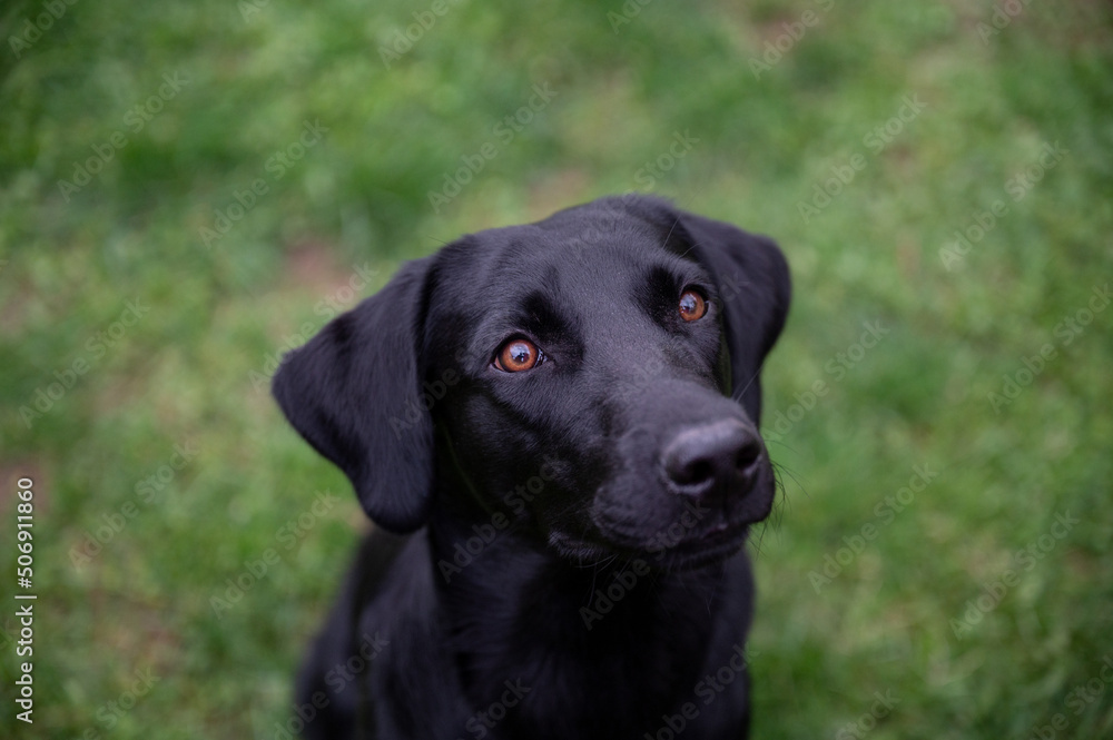 Portrait of beautiful purebred black labrador retriever