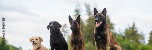 Canvas Print Four dogs sitting in a row outside