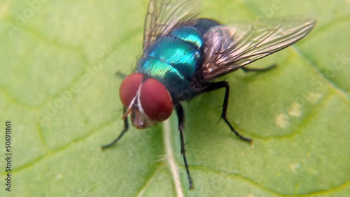 Macro view of Lucilia sericata, also known as the common green bottle fly, a blowfly found in the most areas of the world. © Max Asrory