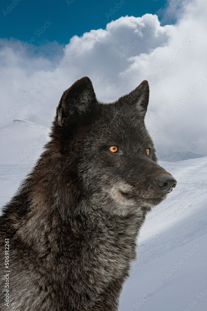 Obraz premium Canadian black wolf on the background of snow-capped mountains