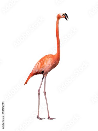 singing flamingo isolated on white background