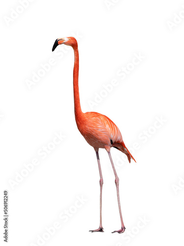 flamingo isolated on white background © fotomaster