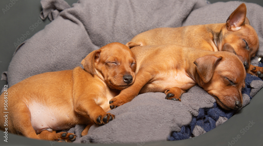 Three brown puppies are resting. Mini pinscher. Charming pets. Three brown puppies are resting. Mini pinscher. Charming pets.