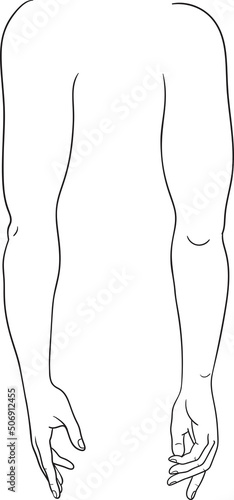 Fényképezés Human arm inner and outer view vector illustration, male anatomy line art