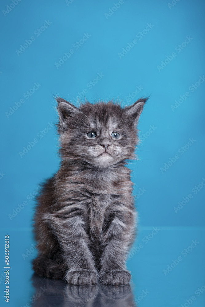Fototapeta premium Maine Coon Kitten on a blue background. cat portrait in photo studio