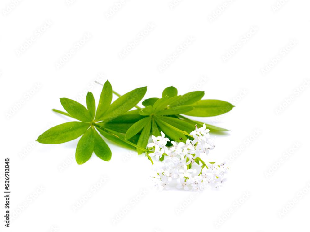 Waldmeister Galium odoratum isoliert auf weißen Hintergrund Waldmeister Galium odoratum isoliert auf weißen Hintergrund