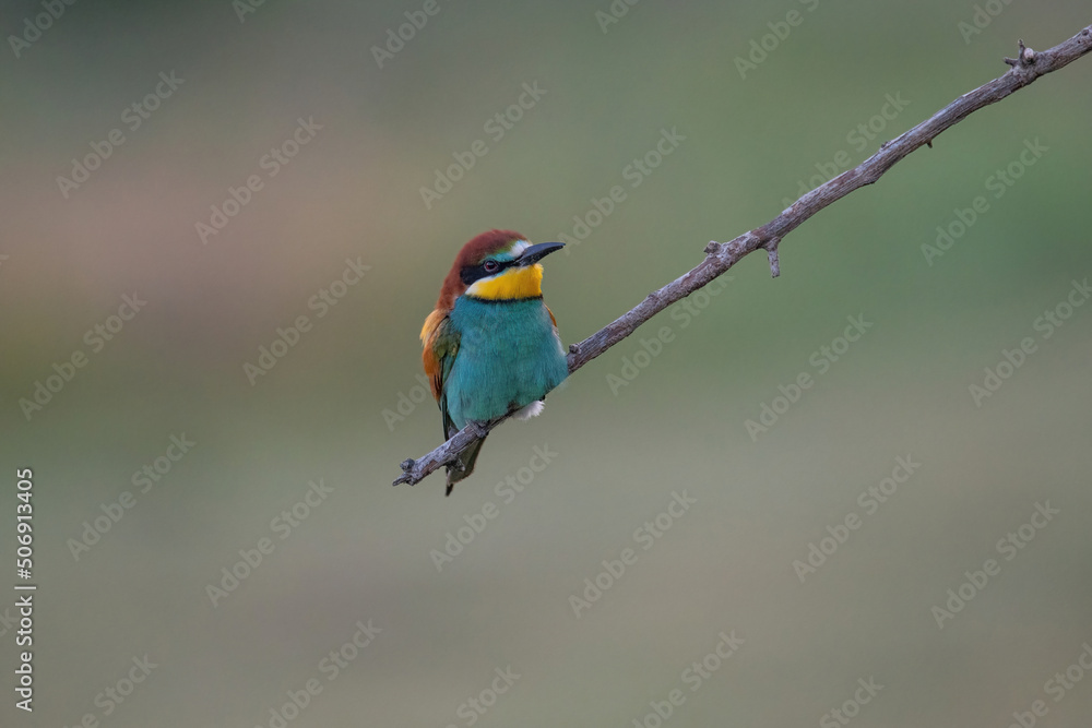 Obraz premium Beautiful nature scene with European bee-eater Merops apiaster. Merops apiaster in the nature habitat